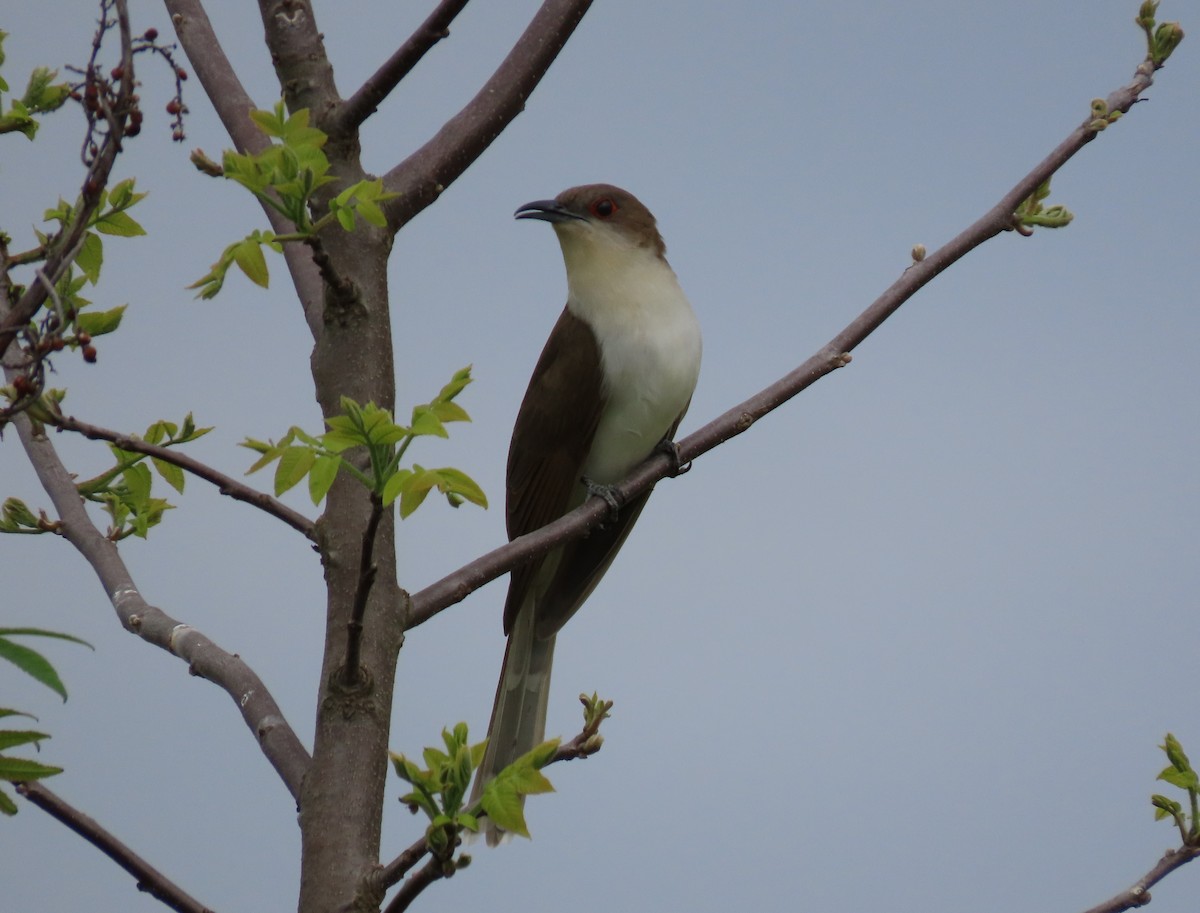 Black-billed Cuckoo - ML339193961