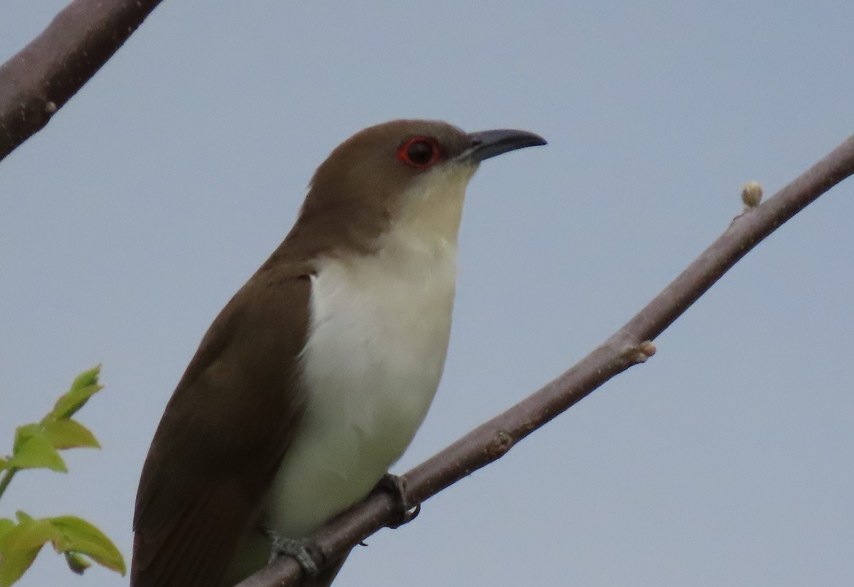 Black-billed Cuckoo - ML339194241