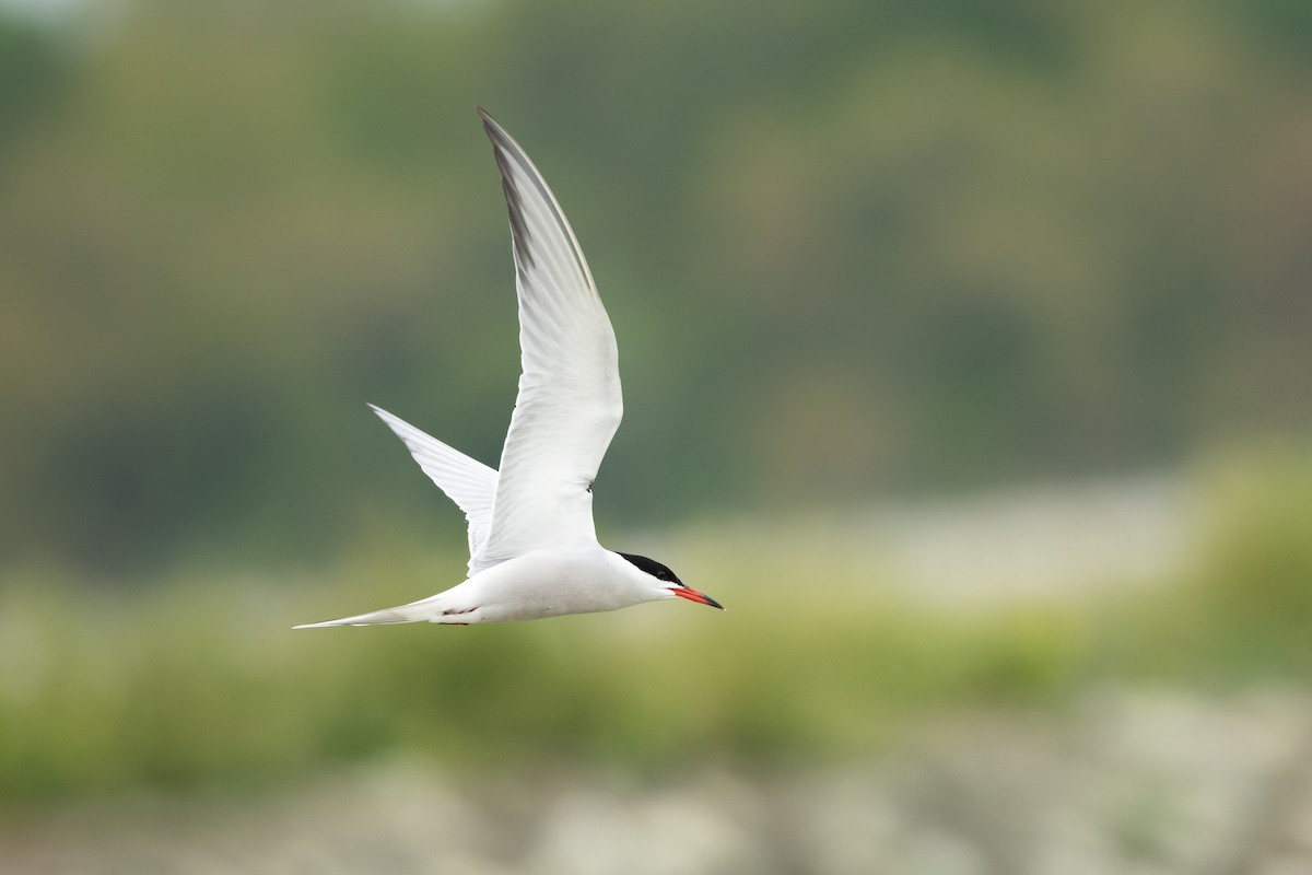 Common Tern - ML339194821