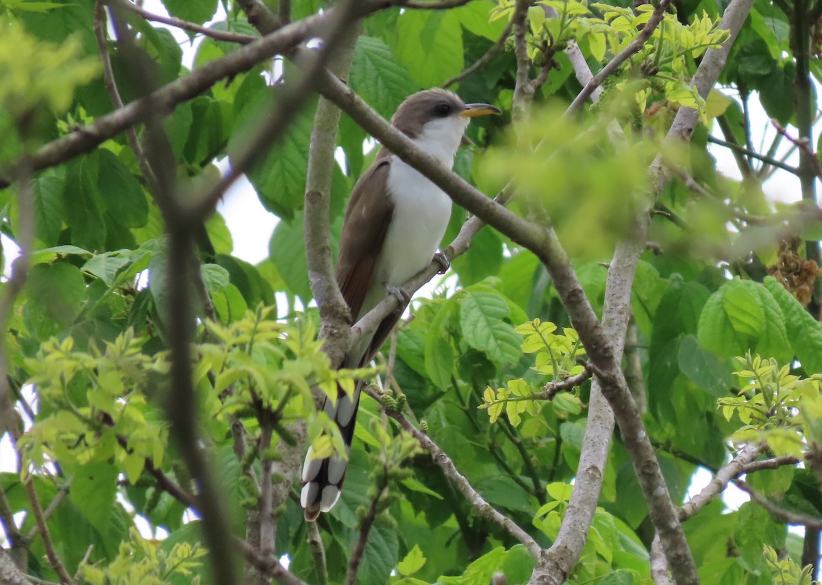 Yellow-billed Cuckoo - ML339194971