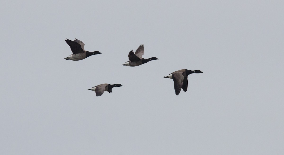 Brant - ML339195891