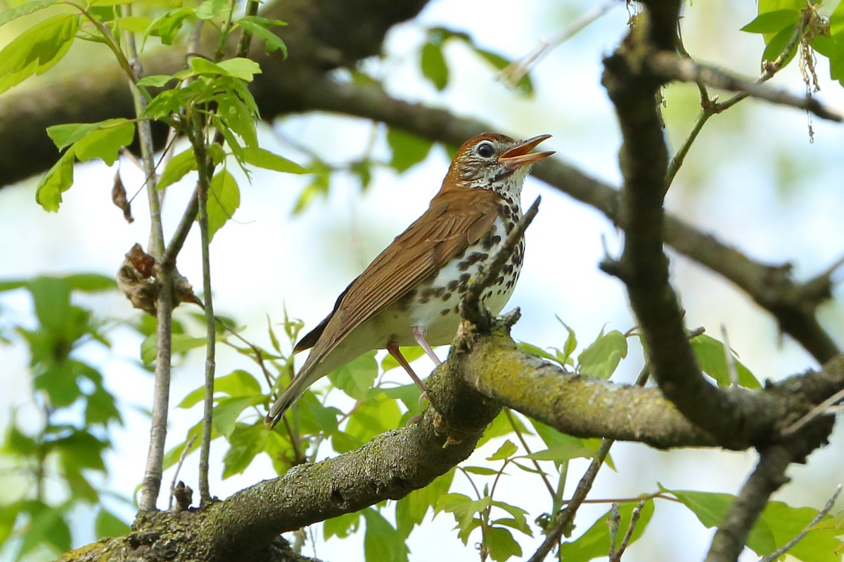 Wood Thrush - ML339196301