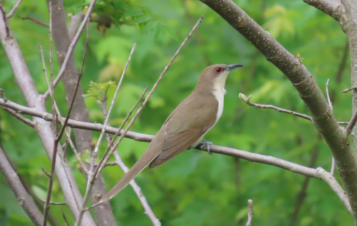 Black-billed Cuckoo - ML339196591