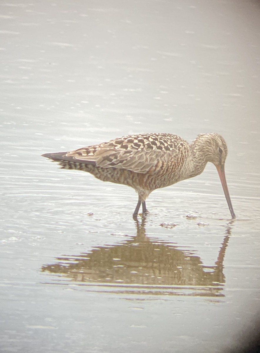 Hudsonian Godwit - Lorna L. Engleman