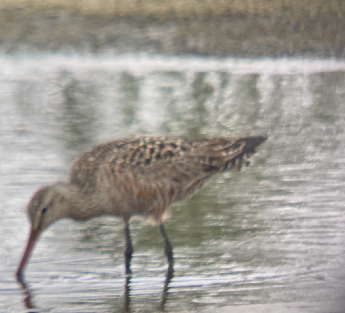 Hudsonian Godwit - Lorna L. Engleman