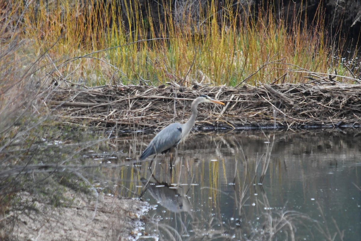 Great Blue Heron - ML339197811