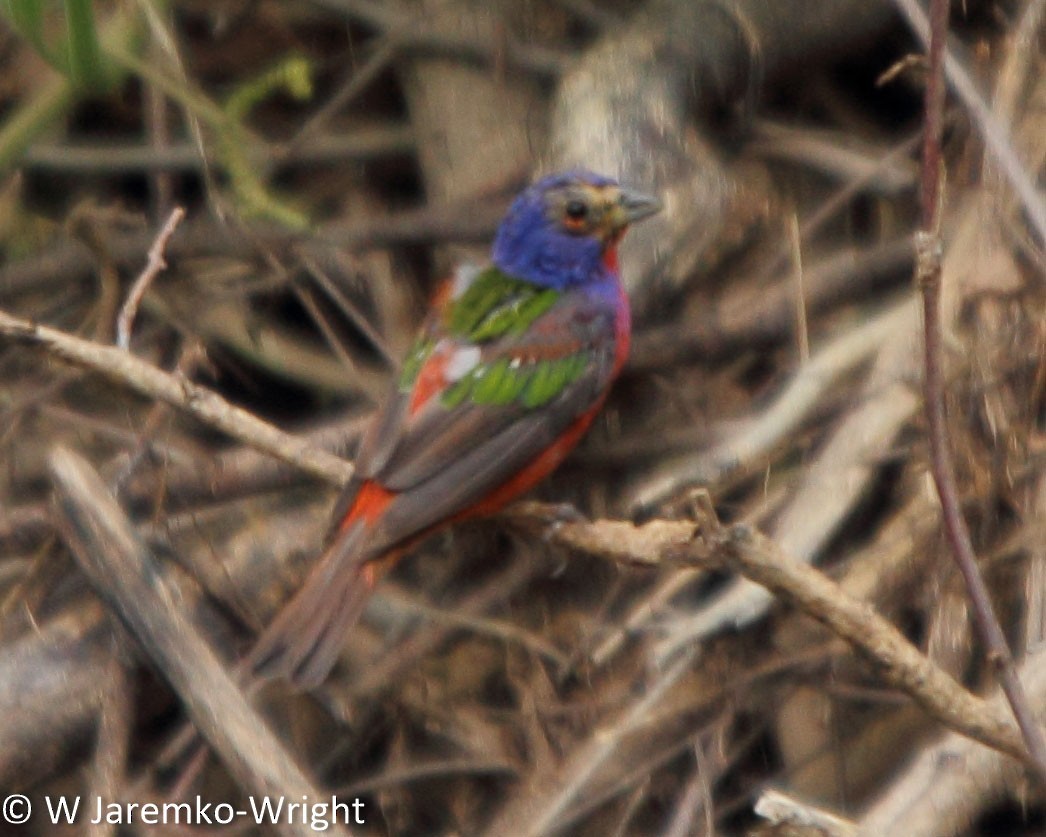 Painted Bunting - ML33919821