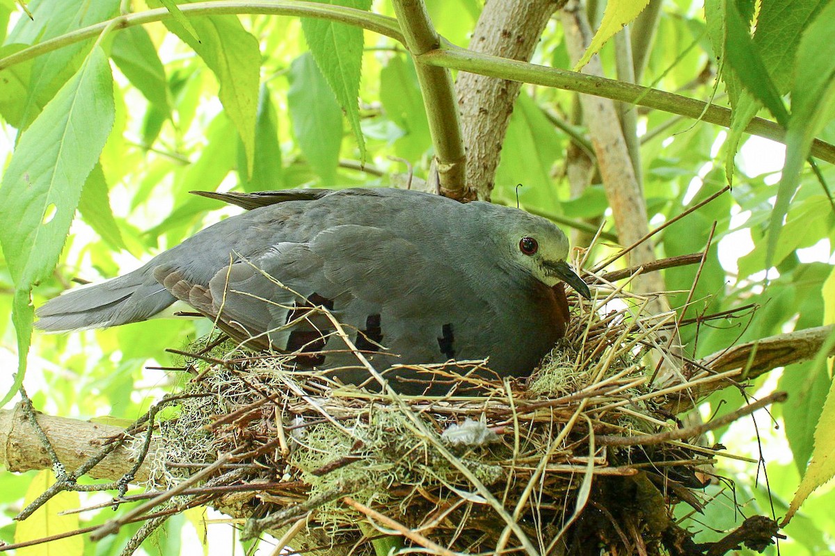 Maroon-chested Ground Dove - ML339199241