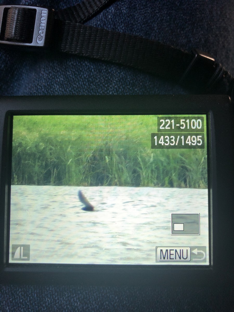 Black Tern - ML339199821