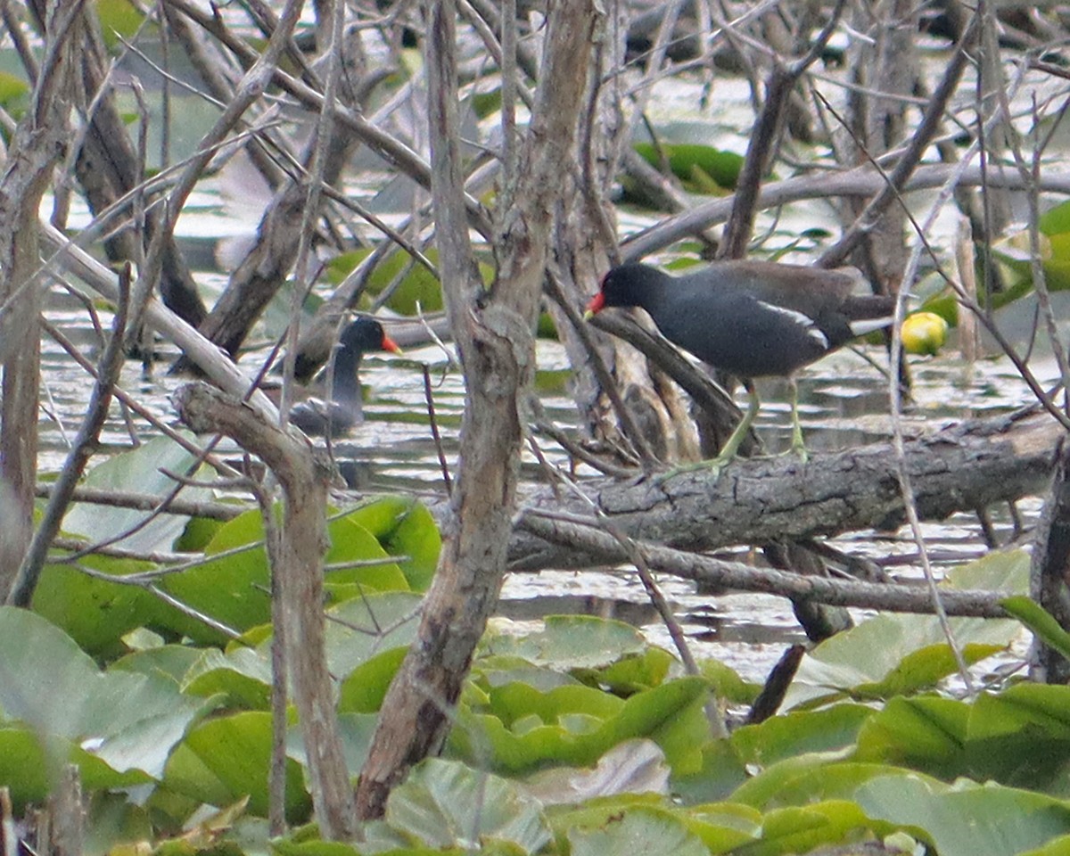 Common Gallinule - Dan Kempf