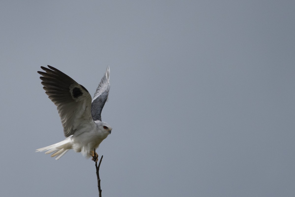 White-tailed Kite - ML33920101