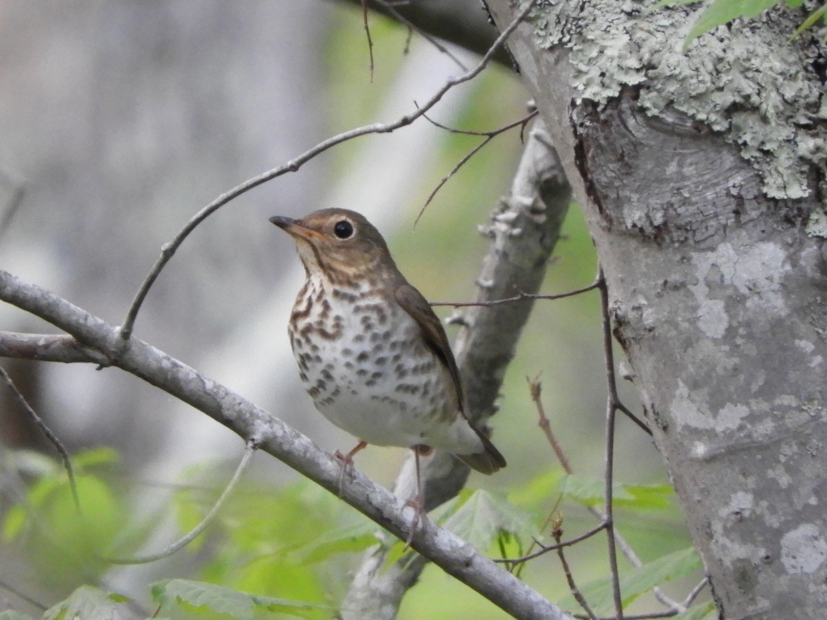 Swainson's Thrush - ML339201731