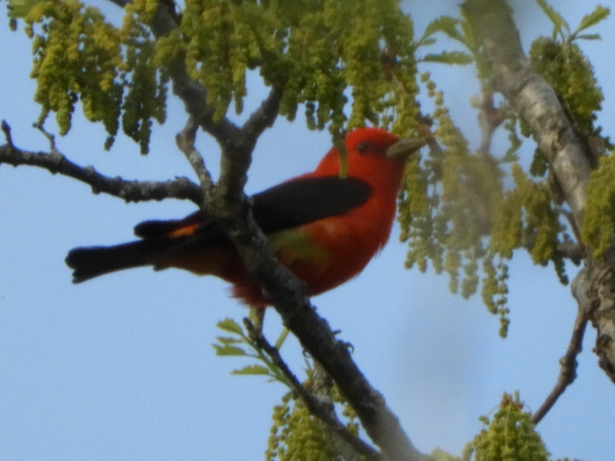 Scarlet Tanager - ML339201821