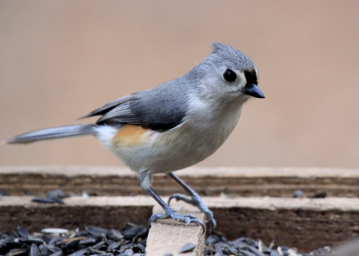 Tufted Titmouse - ML33920231