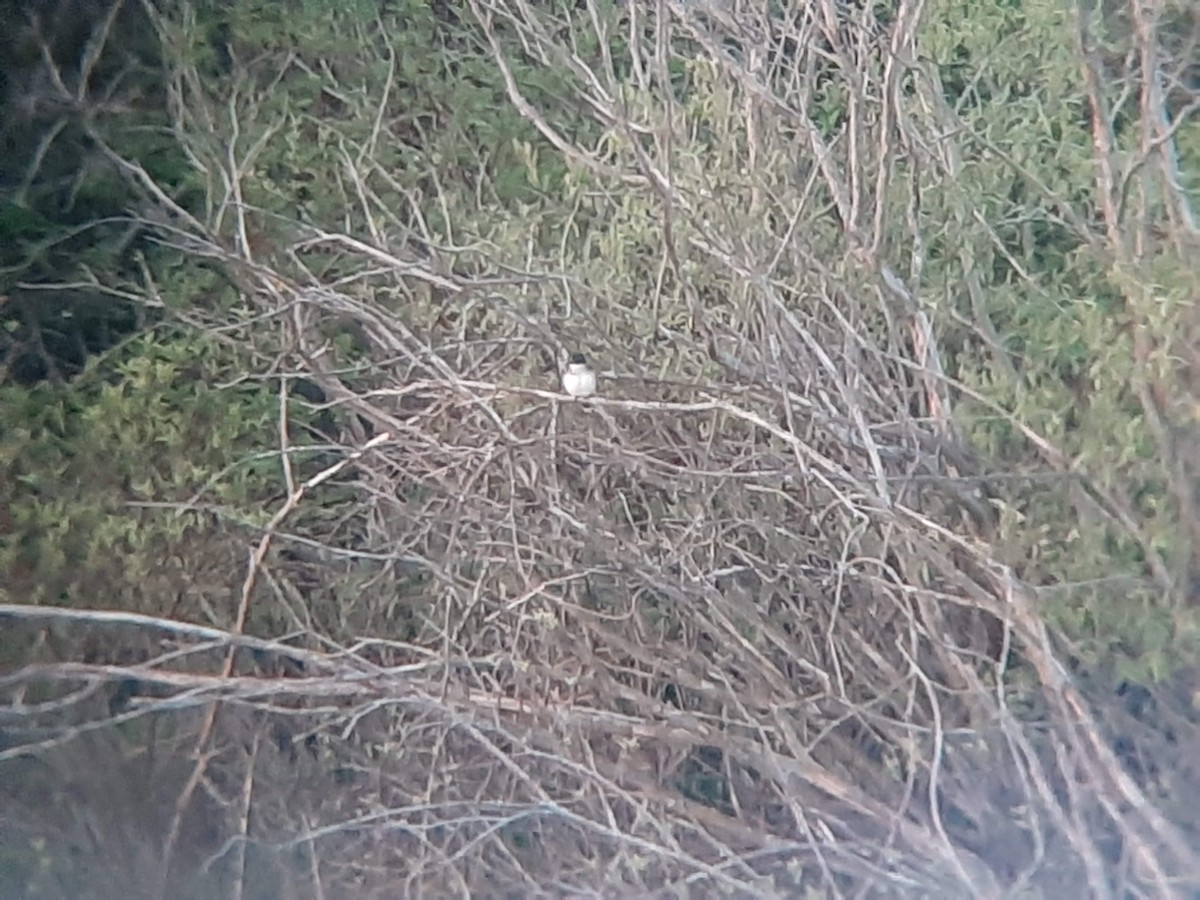 Eastern Kingbird - ML339203611