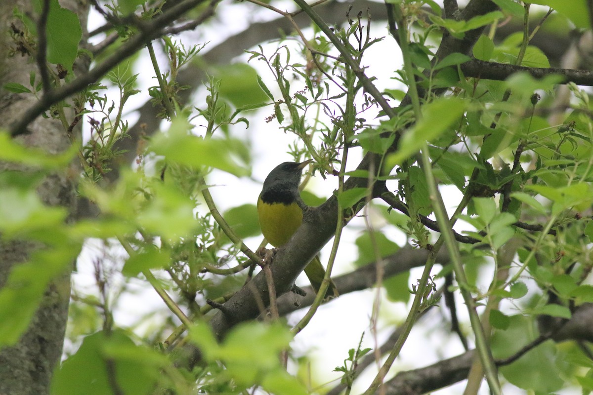 Mourning Warbler - ML339203731