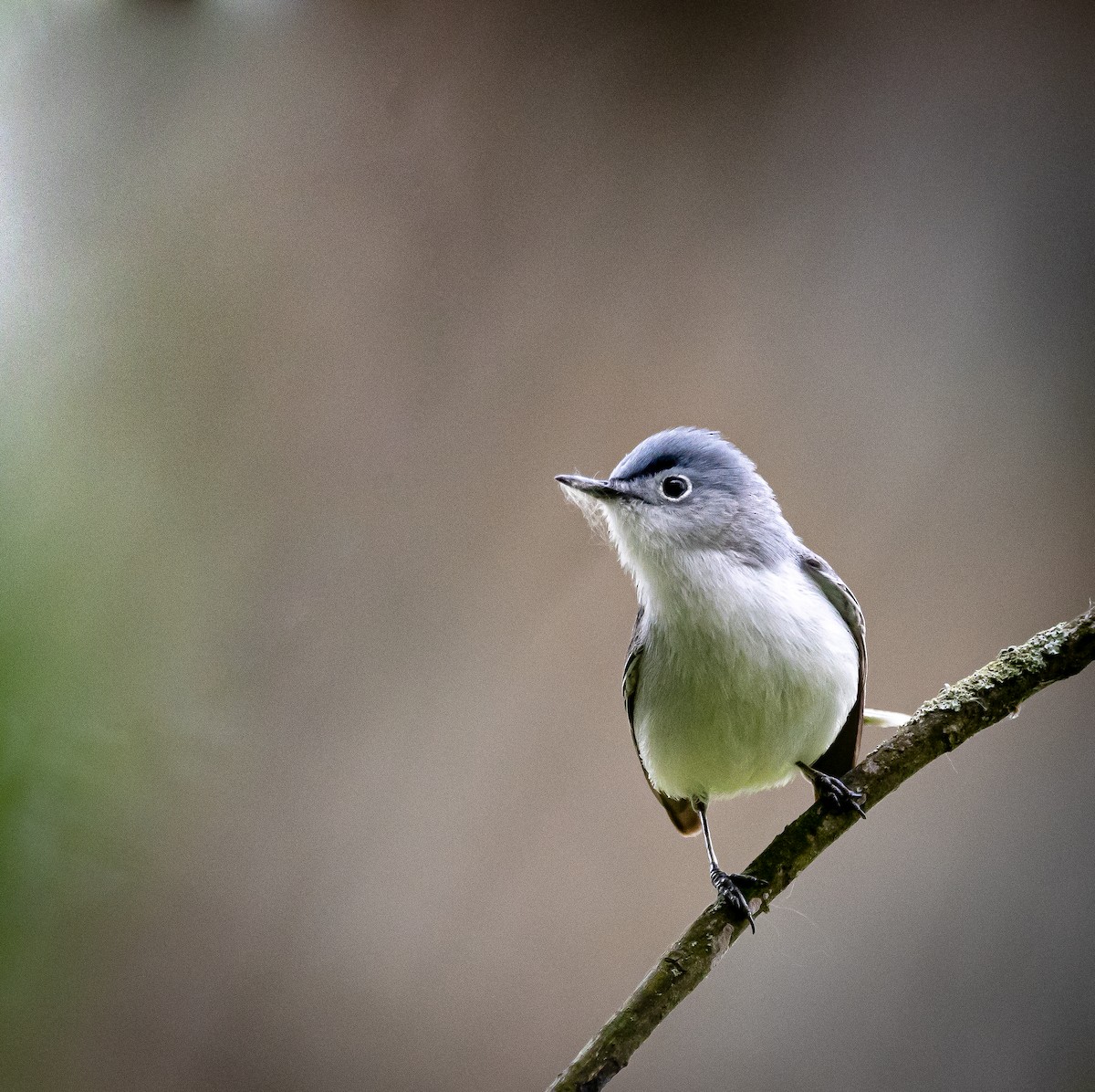 Blue-gray Gnatcatcher - ML339204221