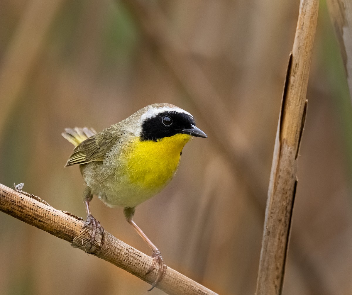 Common Yellowthroat - ML339204271