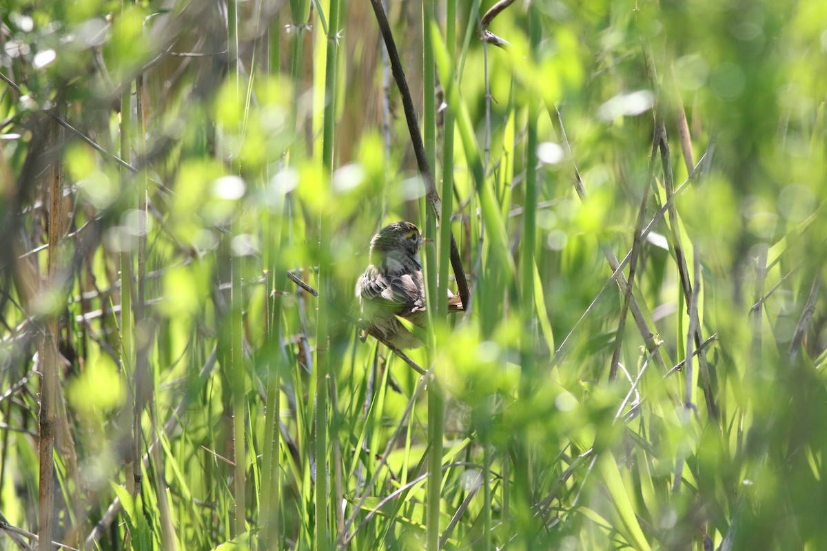 Dickcissel - ML339204631