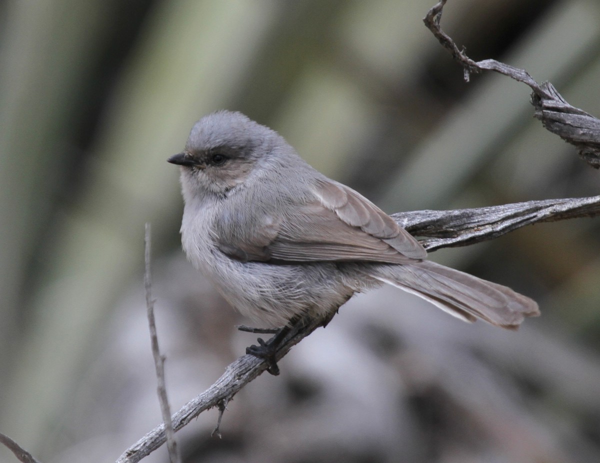 Bushtit (Interior) - ML33920481