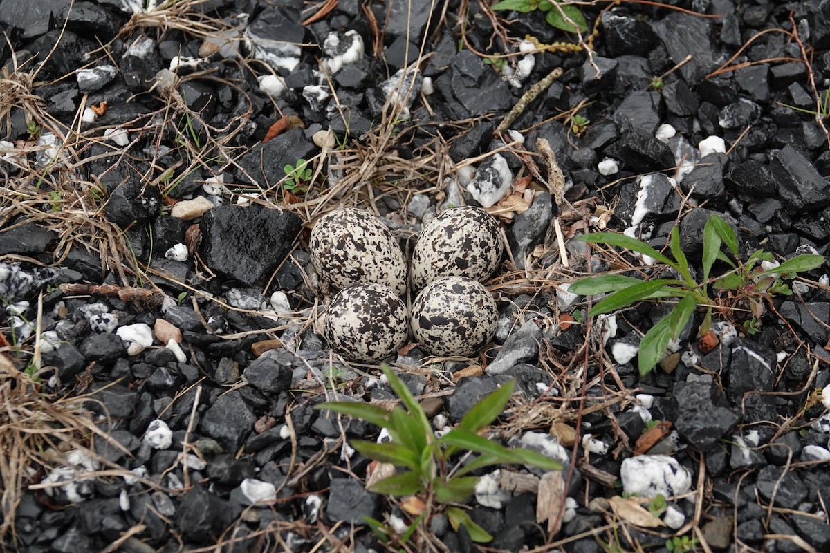 Killdeer - Vic Laubach