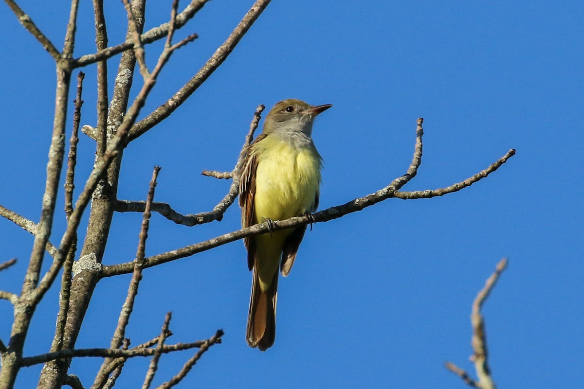 Great Crested Flycatcher - ML339206621