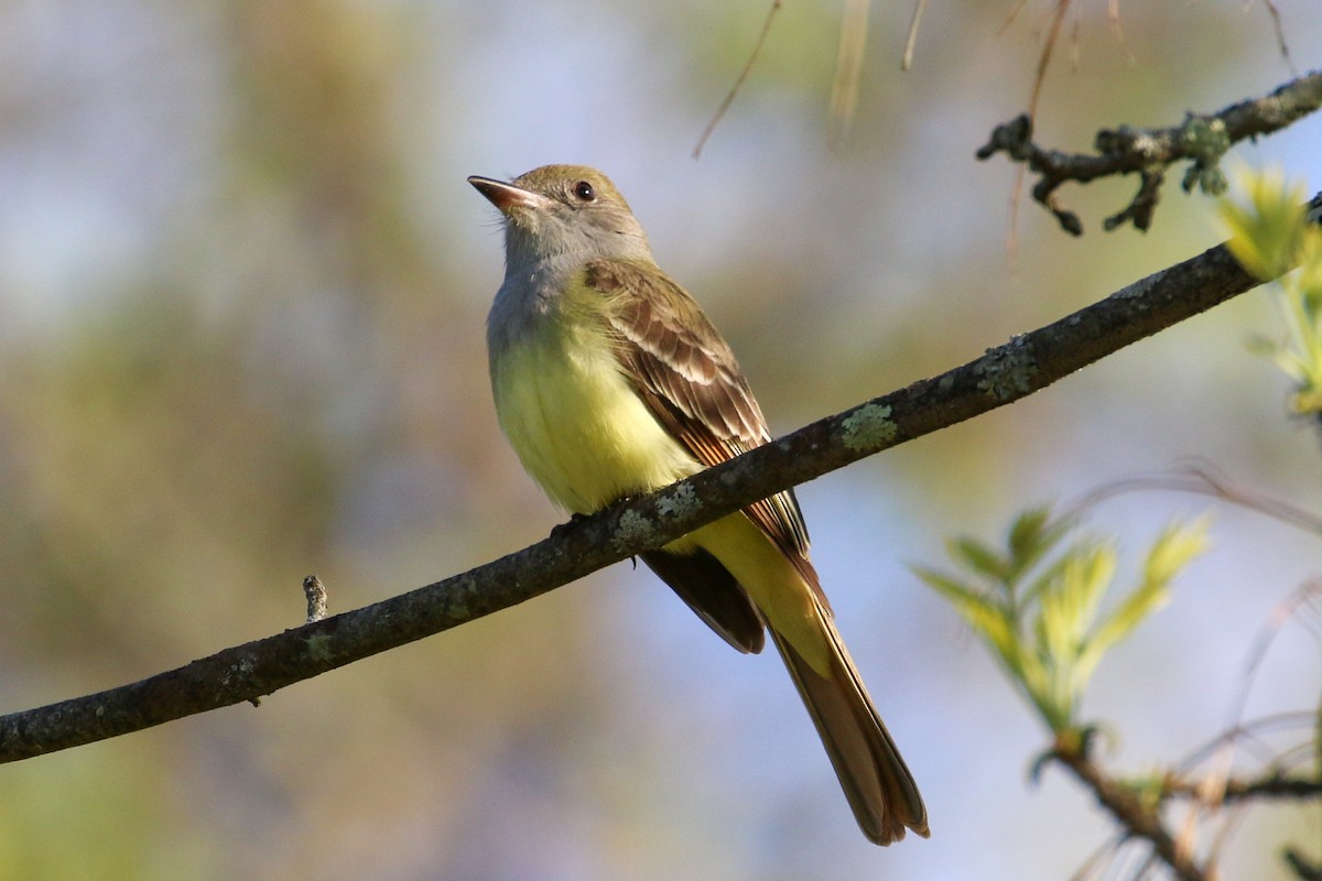 Great Crested Flycatcher - ML339206691