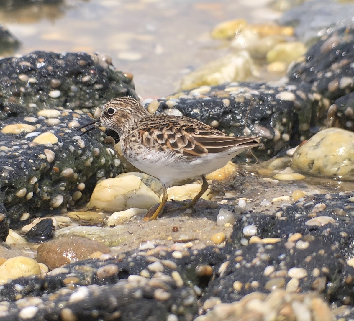 Least Sandpiper - Jack Smallwood