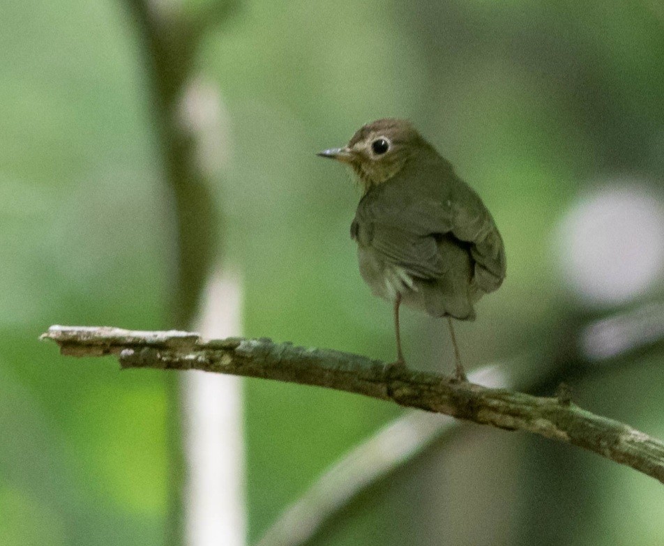 Swainson's Thrush - ML339207301