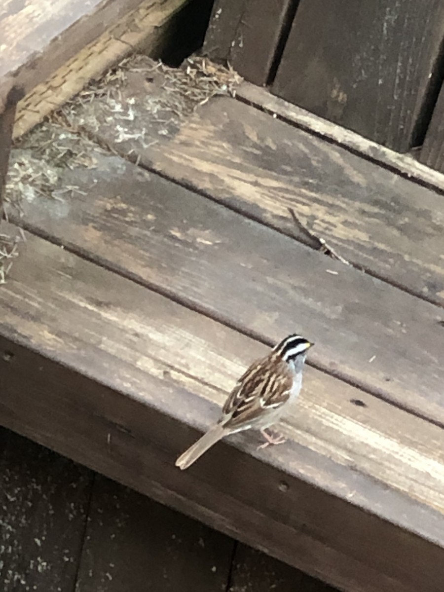 White-throated Sparrow - Toni DeSanto