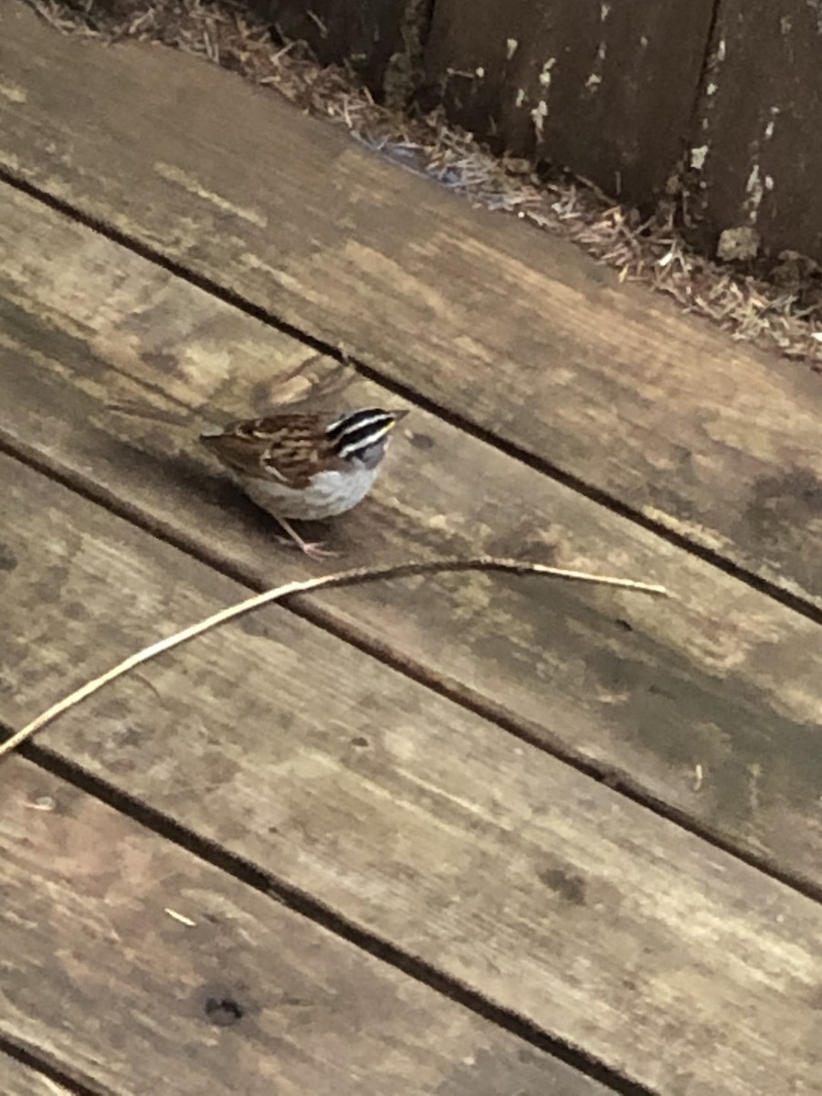 White-throated Sparrow - ML339207951