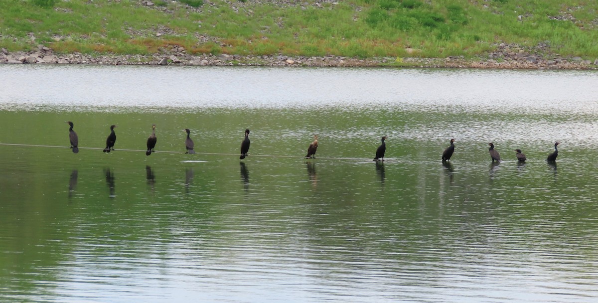 Double-crested Cormorant - Marjorie Watson