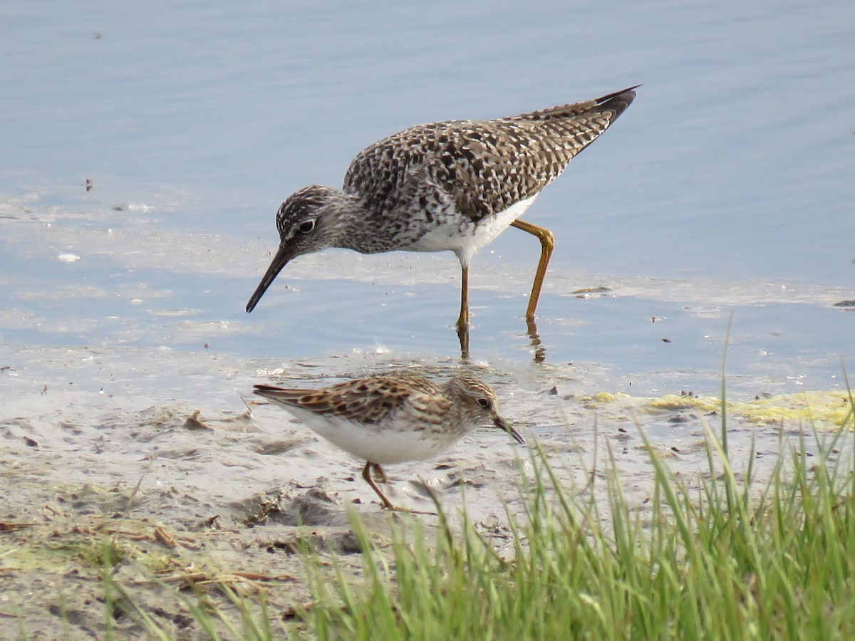 Least Sandpiper - Matt Padulo