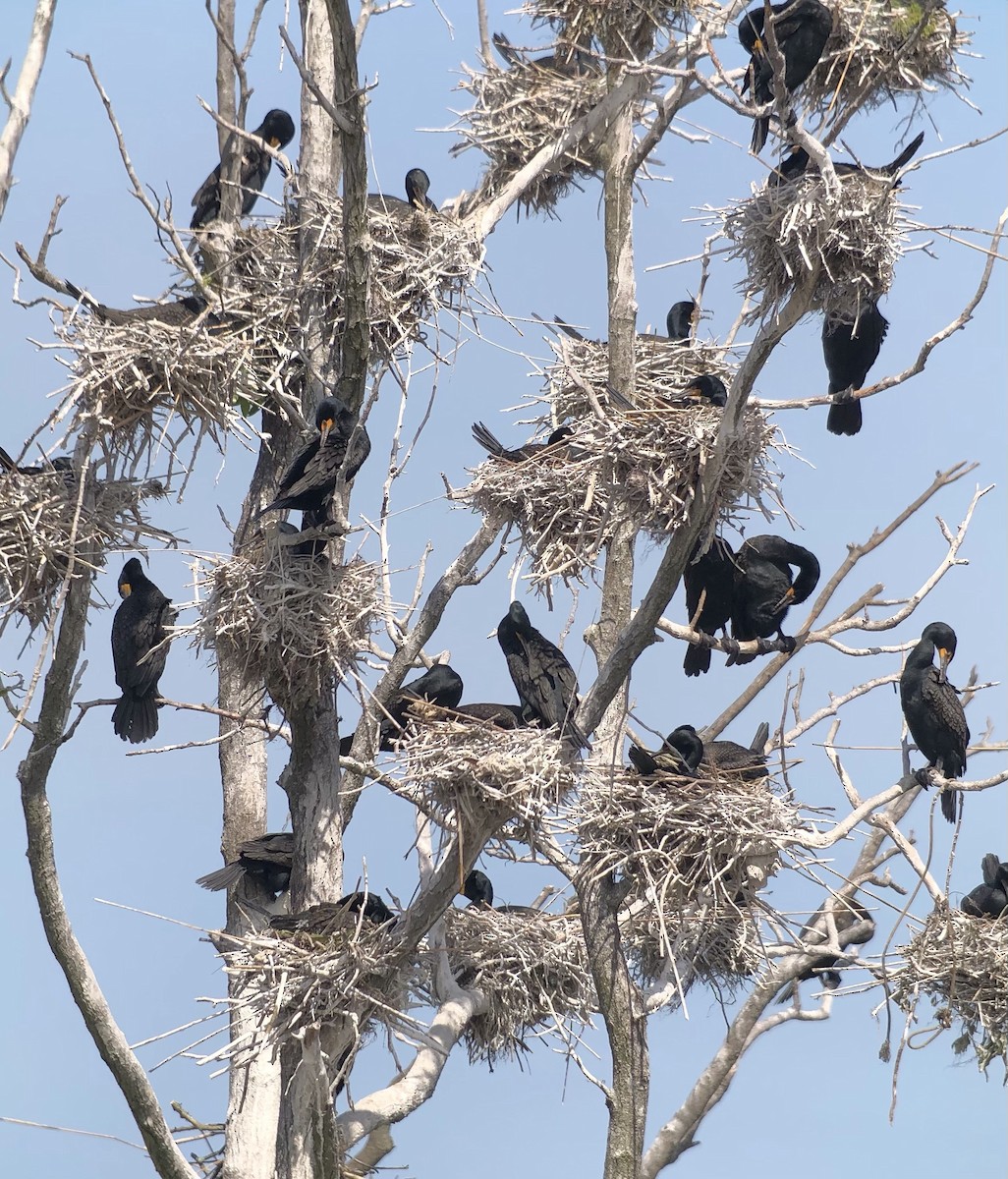 Double-crested Cormorant - ML339209731