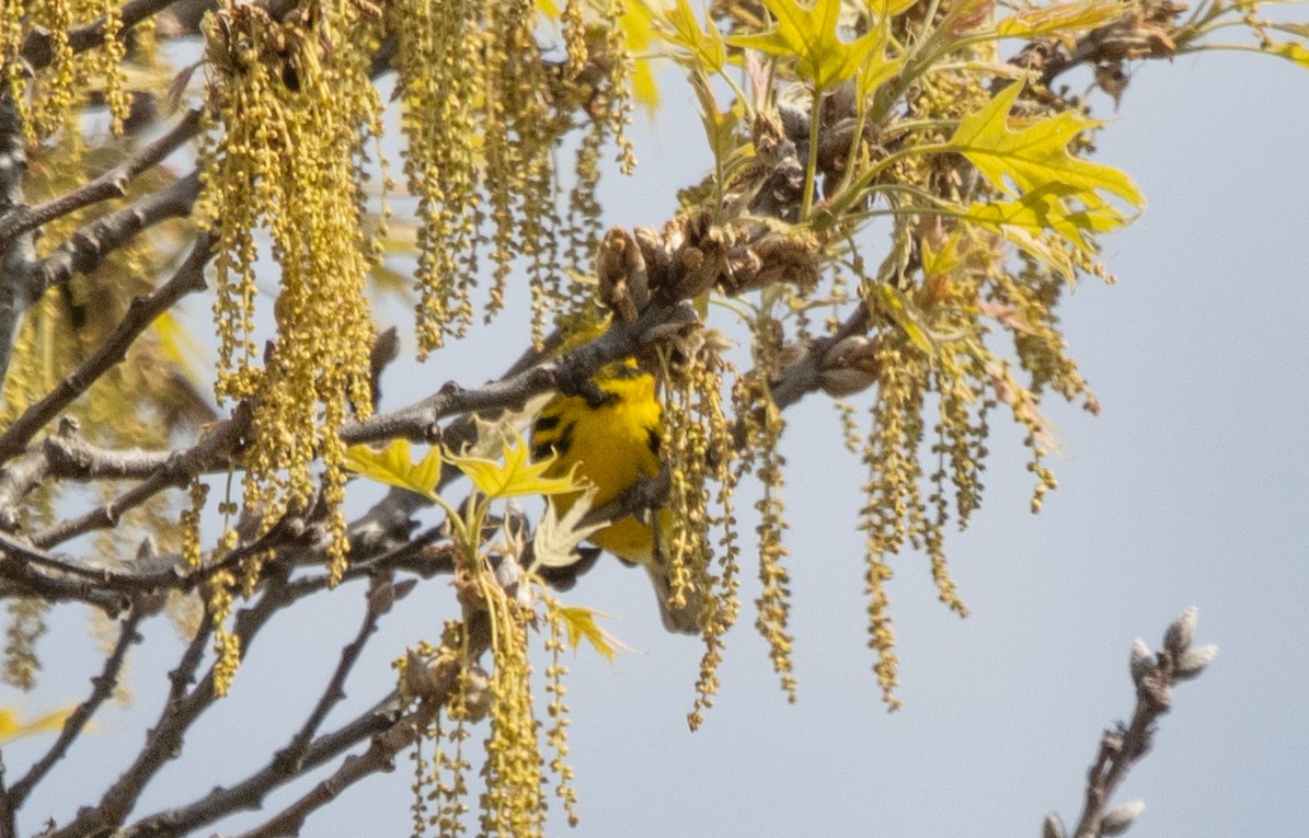 Prairie Warbler - Kalpesh Krishna