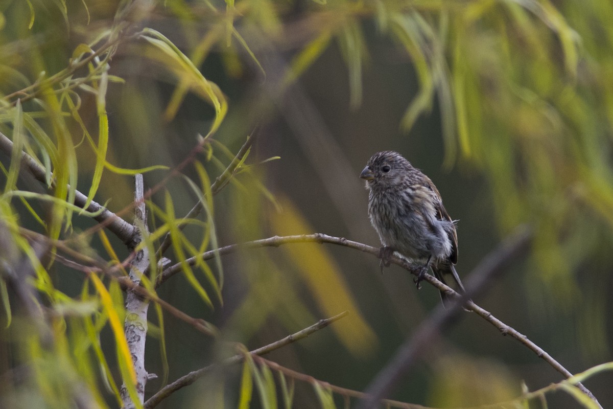Band-tailed Seedeater - ML33921241
