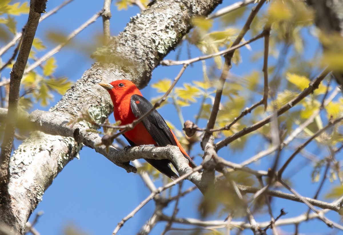 Scarlet Tanager - Kalpesh Krishna