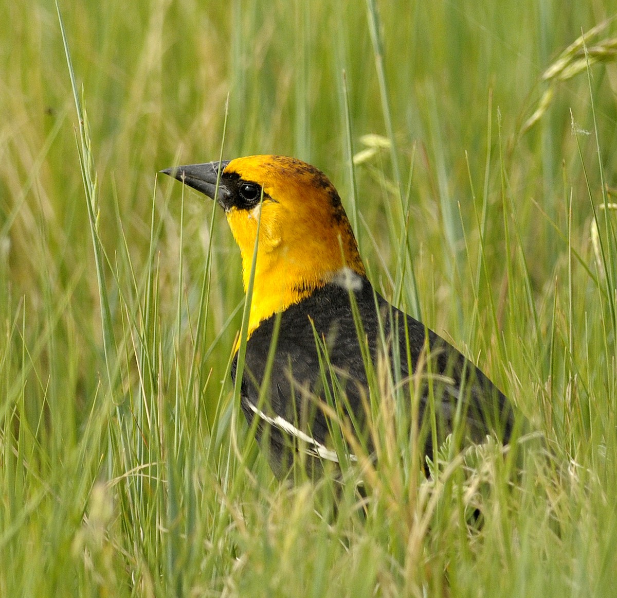 Yellow-headed Blackbird - ML33921381