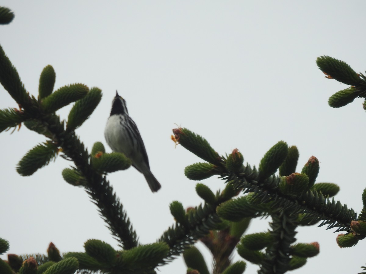 Black-throated Gray Warbler - ML339214961