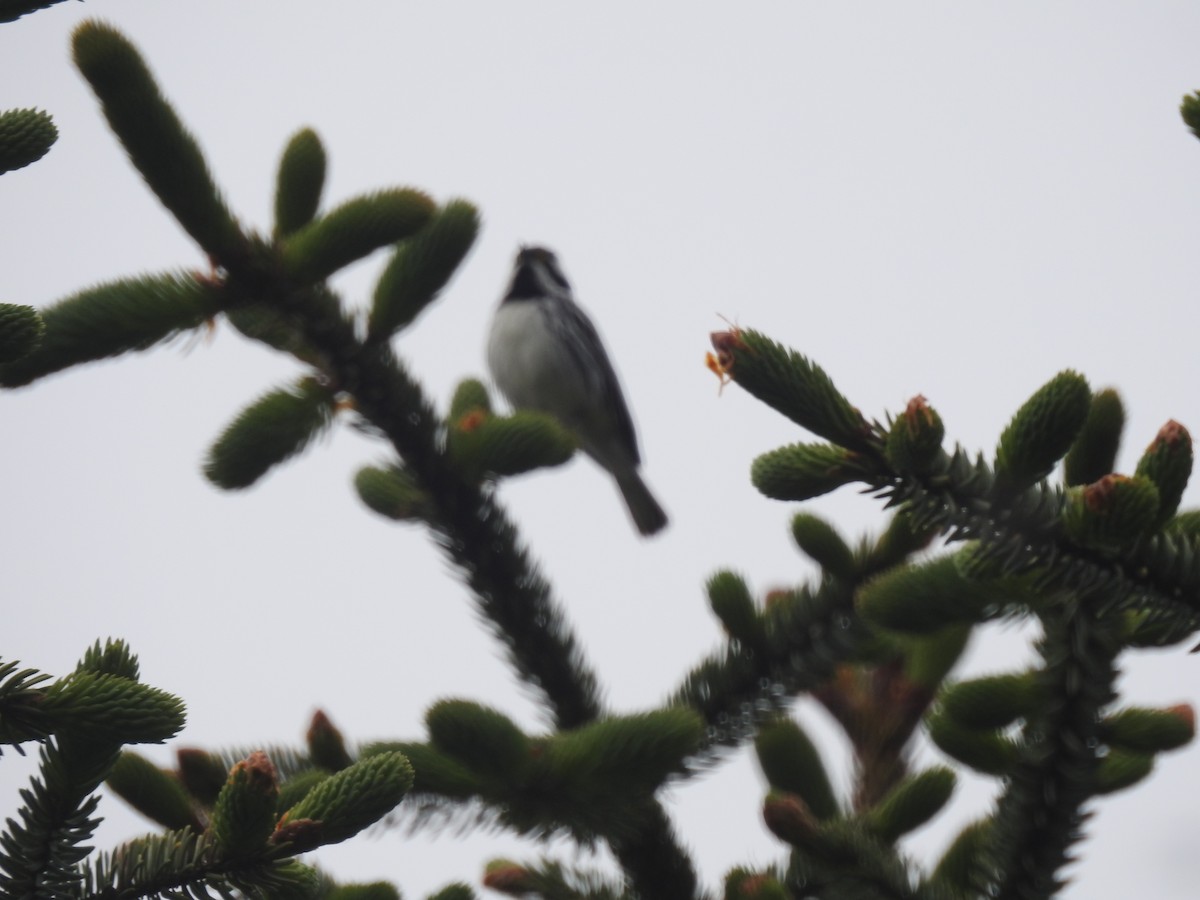 Black-throated Gray Warbler - ML339214971