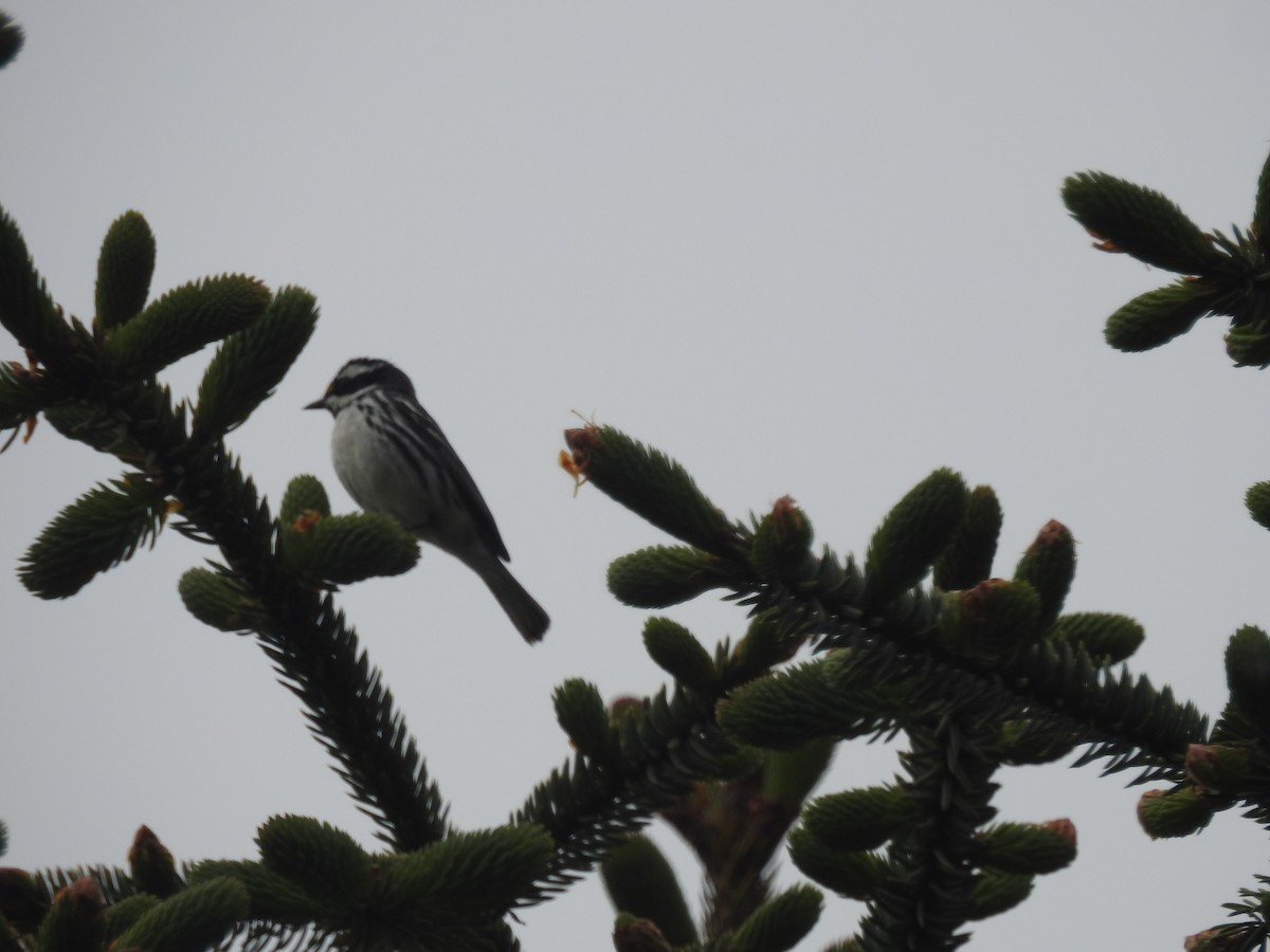 Black-throated Gray Warbler - ML339214991