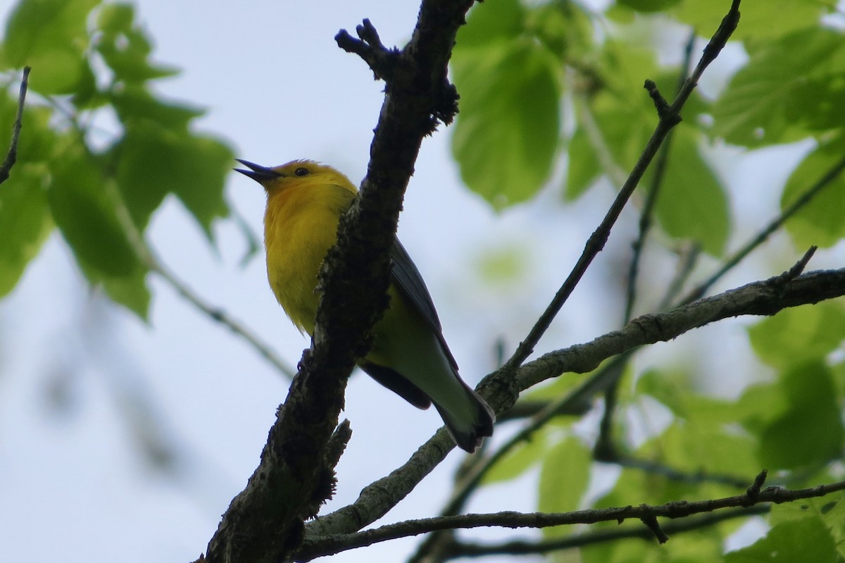 Prothonotary Warbler - ML339215051