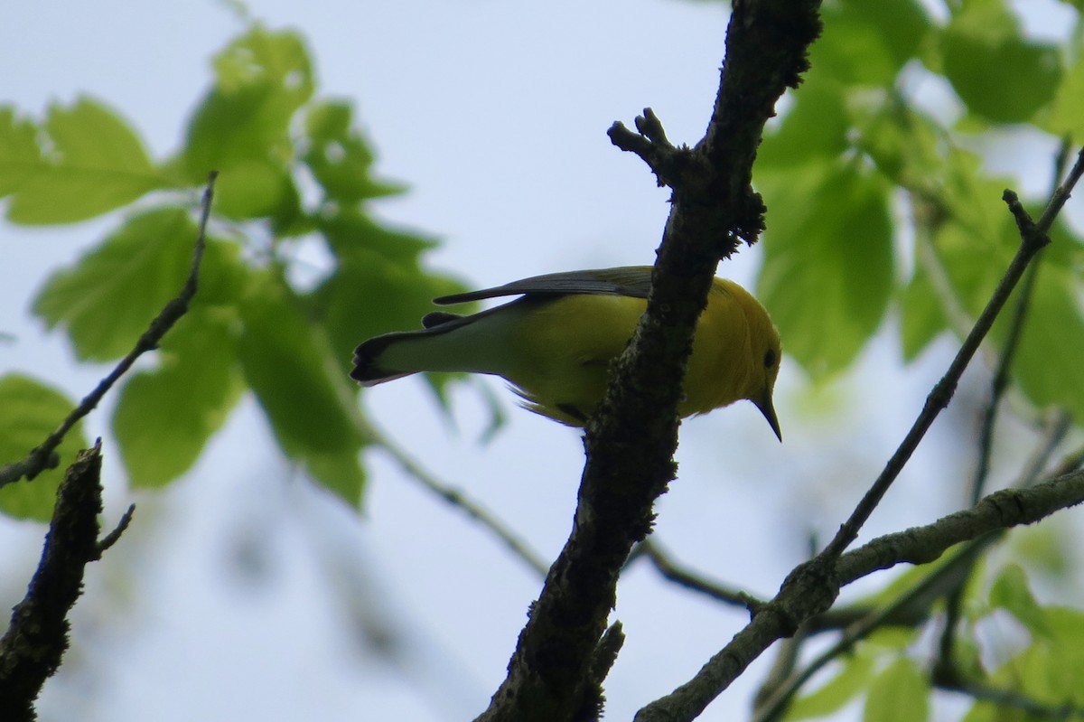 Prothonotary Warbler - ML339215061