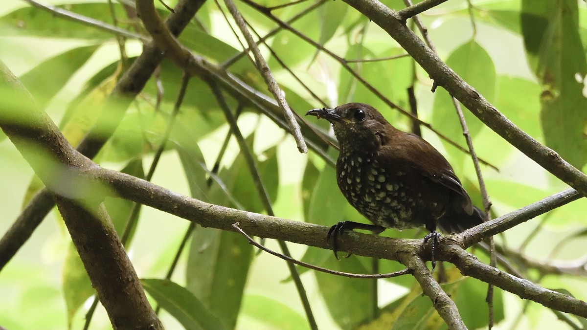 Sharp-tailed Streamcreeper - ML339216031