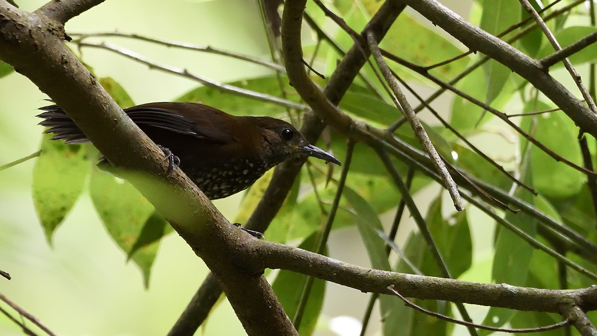 Sharp-tailed Streamcreeper - ML339216041