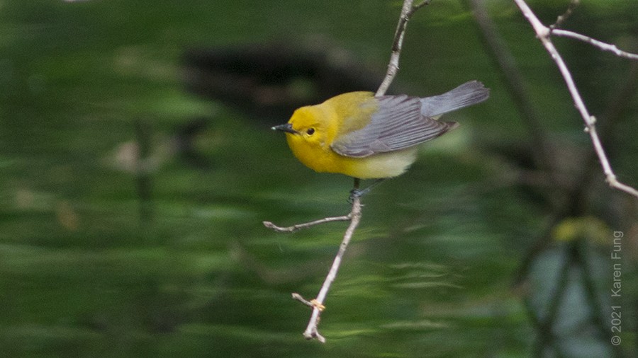 Prothonotary Warbler - ML339216331