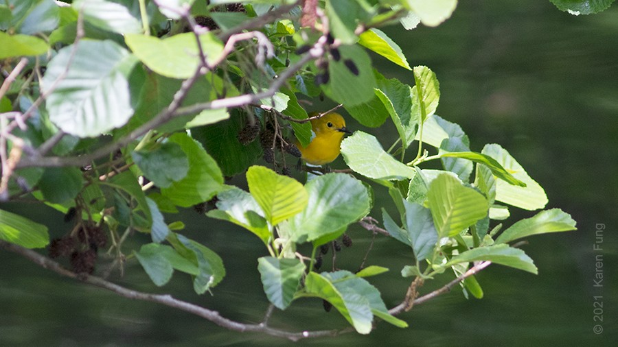 Prothonotary Warbler - ML339216391