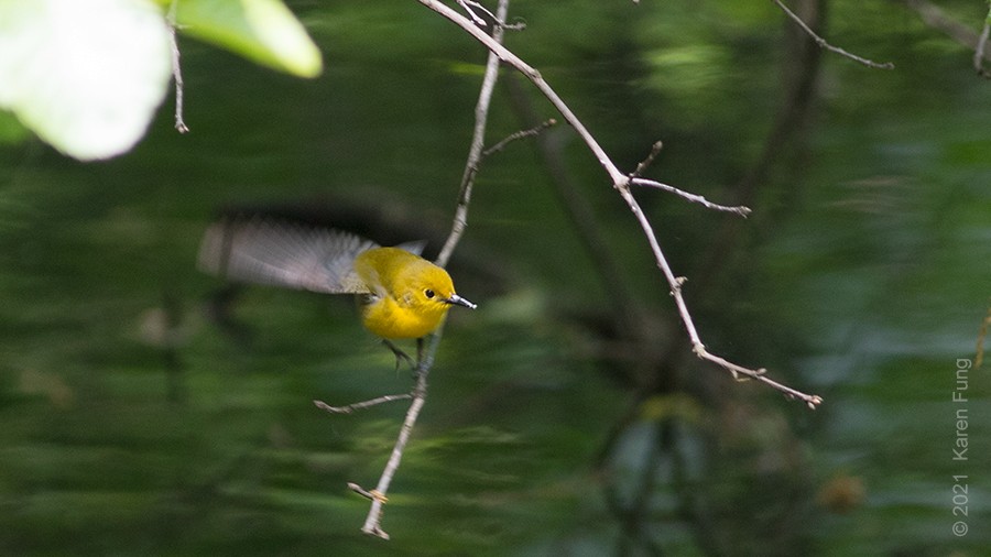 Prothonotary Warbler - ML339216461