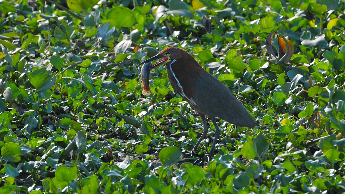 Rufescent Tiger-Heron - ML339218421