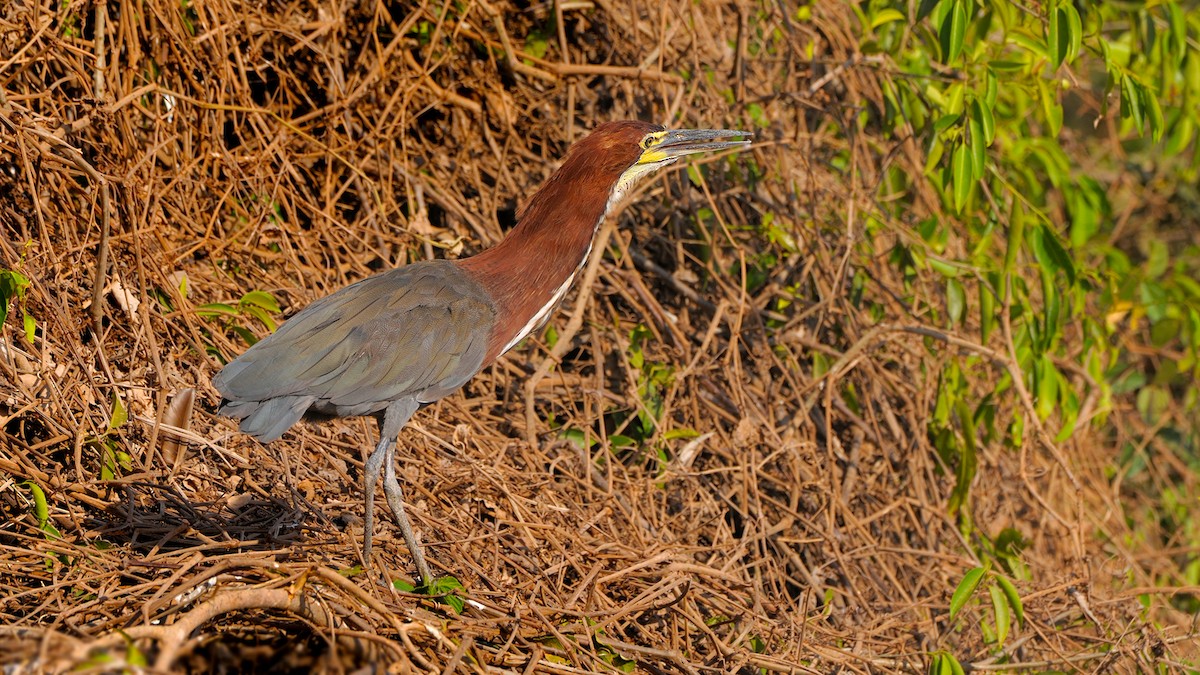 Rufescent Tiger-Heron - ML339218651